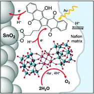 Graphical abstract: Photoanodes for water oxidation with visible light based on a pentacyclic quinoid organic dye enabling proton-coupled electron transfer