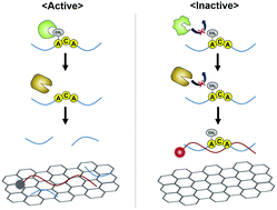 Graphical abstract: A fluorescent nanobiosensor for the facile analysis of m6A RNA demethylase activity