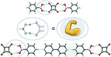 Graphical abstract: Supramolecular zwitterions based on a novel boronic acid–squarate dianion synthon