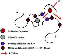 Graphical abstract: Computational models explain how copper binding to amyloid-β peptide oligomers enhances oxidative pathways