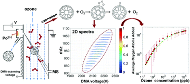 Graphical abstract: Direct observation of C60− nano-ion gas phase ozonation via ion mobility-mass spectrometry