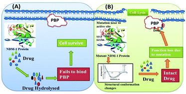 Graphical abstract: The role of conserved residues in the catalytic activity of NDM-1: an approach involving site directed mutagenesis and molecular dynamics