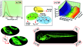 Graphical abstract: Unravelling the modus-operandi of chromenylium-cyanine fluorescent probes: a case study