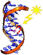 Graphical abstract: Directional and regioselective hole injection of spiropyran photoswitches intercalated into A/T-duplex DNA