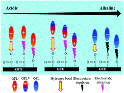 Graphical abstract: New insights into the effect of pH on the mechanism of ofloxacin electrochemical detection in aqueous solution