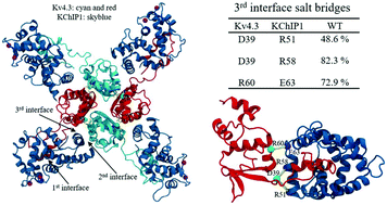 Graphical abstract: In silico investigation of the interaction between the voltage-gated potassium channel Kv4.3 and its auxiliary protein KChIP1
