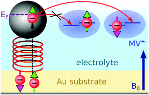 Graphical abstract: Spin-dependent charge transfer at chiral electrodes probed by magnetic resonance