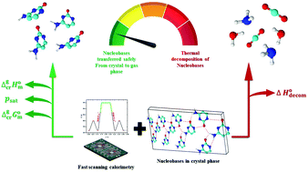 Graphical abstract: Sublimation thermodynamics of nucleobases derived from fast scanning calorimetry