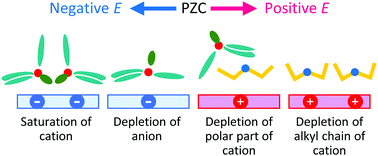 Graphical abstract: An electric double layer structure and differential capacitance at the electrode interface of tributylmethylammonium bis(trifluoromethanesulfonyl)amide studied using a molecular dynamics simulation