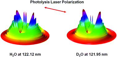Graphical abstract: Photodissociation dynamics of H2O and D2O via the  [[D with combining tilde]] (1A1) electronic state