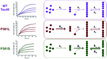 Graphical abstract: Distinct microscopic mechanisms for the accelerated aggregation of pathogenic Tau mutants revealed by kinetic analysis