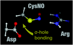 Graphical abstract: Biological control of S-nitrosothiol reactivity: potential role of sigma-hole interactions