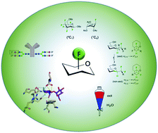 Graphical abstract: Fluorinated carbohydrates as chemical probes for molecular recognition studies. Current status and perspectives