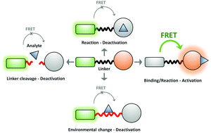 Graphical abstract: Förster resonance energy transfer (FRET)-based small-molecule sensors and imaging agents