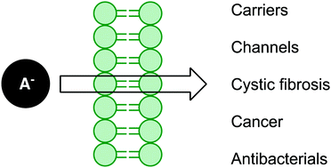 Graphical abstract: Advances in anion transport and supramolecular medicinal chemistry