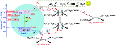 Graphical abstract: BiOBr-photocatalyzed cis–trans isomerization of 9-octadecenoic acids in different atmospheres