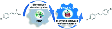 Graphical abstract: Chemoenzymatic cascade for stilbene production from cinnamic acid catalyzed by ferulic acid decarboxylase and an artificial metathease