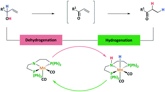 Graphical abstract: Manganese PNP-pincer catalyzed isomerization of allylic/homo-allylic alcohols to ketones – activity, selectivity, efficiency