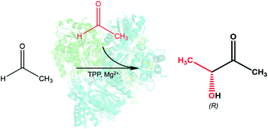 Graphical abstract: Understanding the molecular properties of the E1 subunit (SucA) of α-ketoglutarate dehydrogenase complex from Vibrio vulnificus for the enantioselective ligation of acetaldehydes into (R)-acetoin