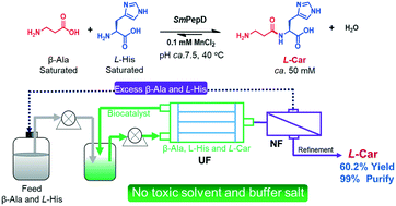 Graphical abstract: A green-by-design bioprocess for l-carnosine production integrating enzymatic synthesis with membrane separation