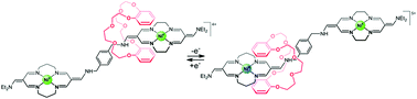 Graphical abstract: The influence of metal-complexing macrocycle size on intramolecular movement in rotaxanes