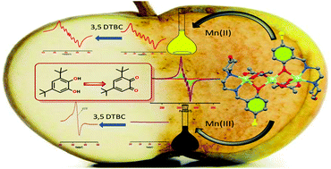 Graphical abstract: Exploration of catecholase-like activity of a series of magnetically coupled transition metal complexes of Mn, Co and Ni: new insights into the solution state behavior of Mn complexes