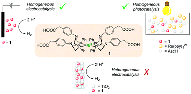 Graphical abstract: Homogeneous vs. heterogeneous catalysis for hydrogen evolution by a nickel(ii) bis(diphosphine) complex