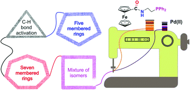 Graphical abstract: Versatile coordination and C–H activation of a multi-donor phosphinoferrocene carboxamide ligand in Pd(ii) complexes