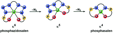 Graphical abstract: Consecutive N2 loss from a uranium diphosphazide complex