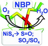 Graphical abstract: The oxygen reactivity of an artificial hydrogenase designed in a reengineered copper storage protein
