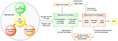 Graphical abstract: A sustainable, high-performance process for the economic production of waste-free microbial oils that can replace plant-based equivalents