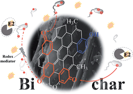 Graphical abstract: Biochar enhanced microbial degradation of 17β-estradiol