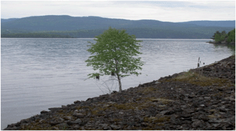 Graphical abstract: Transfer of naturally occurring radionuclides from soil to wild forest flora in an area with enhanced legacy and natural radioactivity in Norway