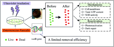 Graphical abstract: The effects of ultraviolet disinfection on vancomycin-resistant Enterococcus faecalis