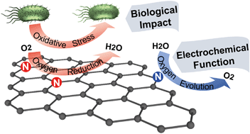 Graphical abstract: Leveraging electrochemistry to uncover the role of nitrogen in the biological reactivity of nitrogen-doped graphene