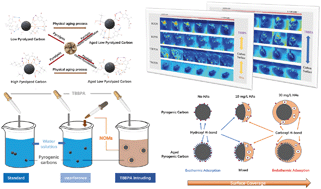 Graphical abstract: Immobilization of TBBPA on pyrogenic carbon subjected to natural organic matter under freeze–thawing conditions: insights into surface functionalization, coverage processes and binding affinity