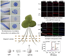 Graphical abstract: Humic acid regulation of the environmental behavior and phytotoxicity of silver nanoparticles to Lemna minor
