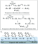 Graphical abstract: Nanostructured manganese oxides: natural/artificial formation and their induced catalysis for wastewater remediation