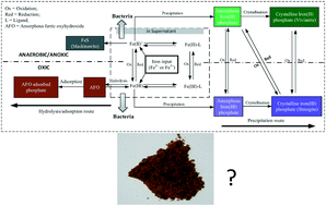 Graphical abstract: Impact of ferrous iron dosing on iron and phosphorus solids speciation and transformation in a pilot scale membrane bioreactor