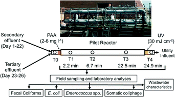 Graphical abstract: A pilot-scale study of peracetic acid and ultraviolet light for wastewater disinfection