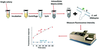 Graphical abstract: DNAzyme-based biosensor as a rapid and accurate verification tool to complement simultaneous enzyme-based media for E. coli detection