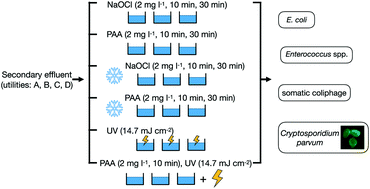 Graphical abstract: Inactivation of E. coli, Enterococcus spp., somatic coliphage, and Cryptosporidium parvum in wastewater by peracetic acid (PAA), sodium hypochlorite, and combined PAA-ultraviolet disinfection