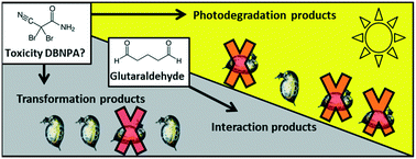 Graphical abstract: Impact of transformation, photodegradation and interaction with glutaraldehyde on the acute toxicity of the biocide DBNPA in cooling tower water