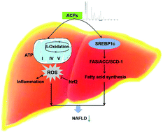 Graphical abstract: Acerola polysaccharides ameliorate high-fat diet-induced non-alcoholic fatty liver disease through reduction of lipogenesis and improvement of mitochondrial functions in mice