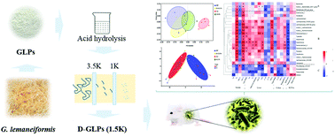 Graphical abstract: Oligosaccharides from Gracilaria lemaneiformis better attenuated high fat diet-induced metabolic syndrome by promoting the Bacteroidales proliferation