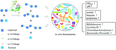 Graphical abstract: Synthesis of potential prebiotic α-glucooligosaccharides using microbial glucansucrase and their in vitro fecal fermentation