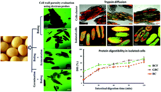 Graphical abstract: Effect of soybean processing on cell wall porosity and protein digestibility