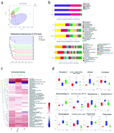 Graphical abstract: Alteration of the gut microbiota by vinegar is associated with amelioration of hyperoxaluria-induced kidney injury