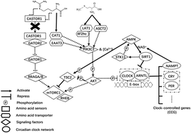 Graphical abstract: Supply of methionine and arginine alters phosphorylation of mechanistic target of rapamycin (mTOR), circadian clock proteins, and α-s1-casein abundance in bovine mammary epithelial cells