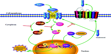 Graphical abstract: Selenium alleviates lipopolysaccharide-induced endometritis via regulating the recruitment of TLR4 into lipid rafts in mice